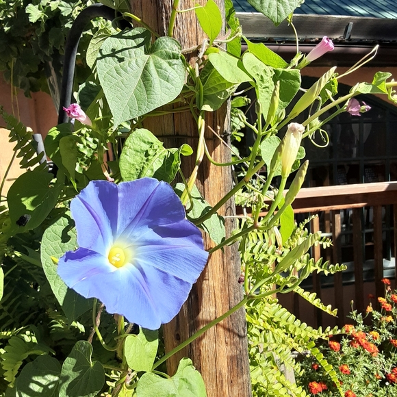 ๐๐ ๐ ๐๐ฟ๐๐ถ - Picture 5 of 7